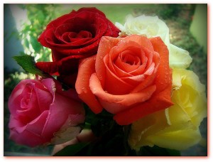 ValentinesDay - Roses